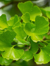 Ginkgo biloba, Fächerblattbaum, Ginkgobaum im Onlineshop der Bohlken Baumschulen