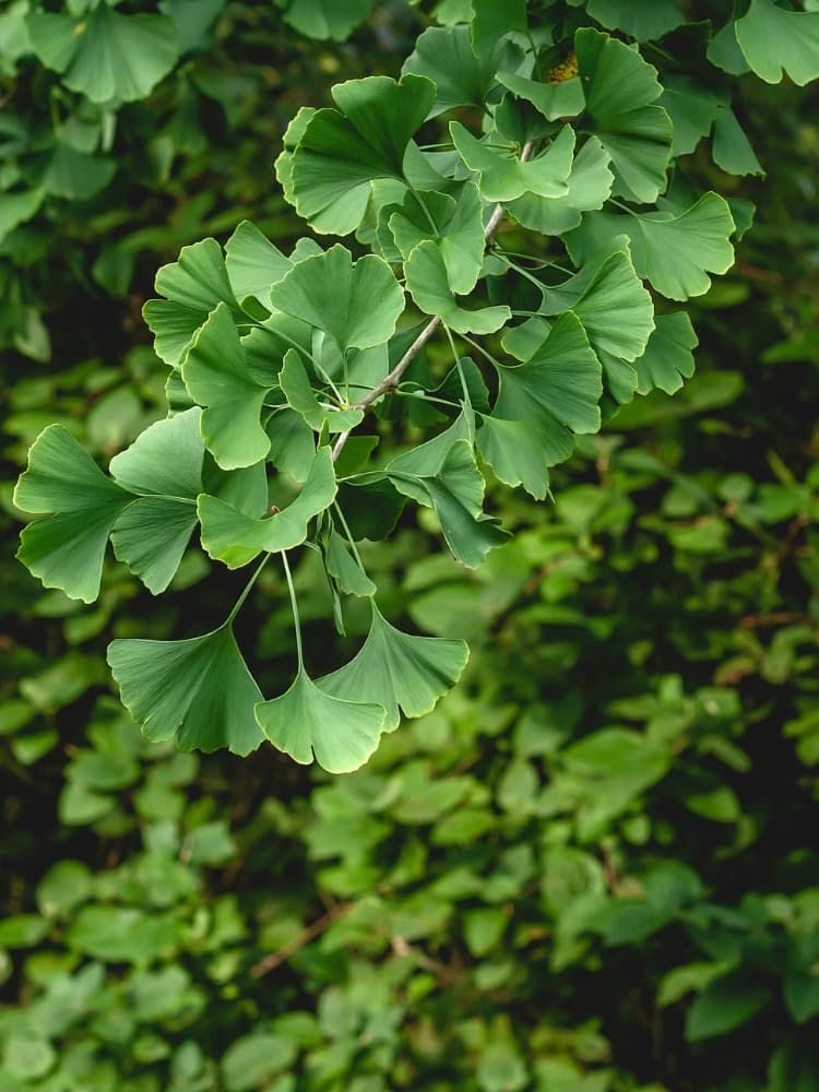 Ginkgo biloba, Fächerblattbaum, Ginkgobaum im Onlineshop der Bohlken Baumschulen