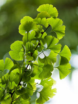 Ginkgo biloba 'Eifel', Fächerblattbaum, Ginkgobaum 'Eifel' im Onlineshop der Bohlken Baumschulen