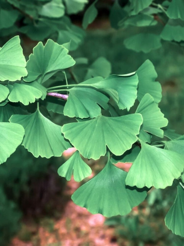 Ginkgo biloba 'Pendula', Hängender Fächerblattbaum 'Pendula' im Onlineshop der Bohlken Baumschulen