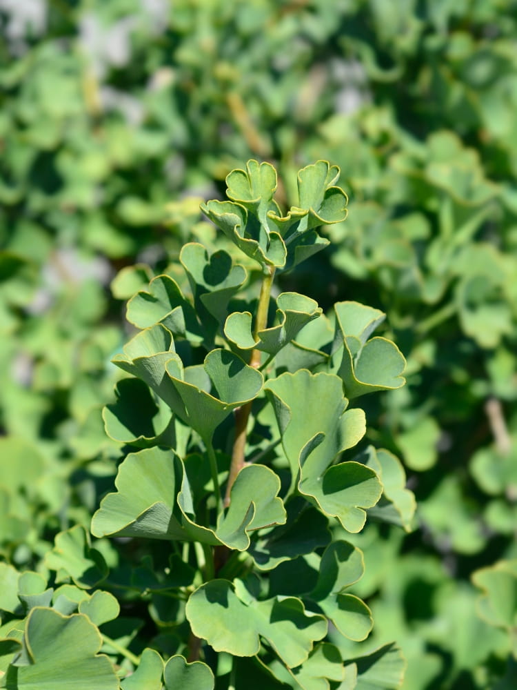 Ginkgo biloba 'Troll', Ginkgobaum 'Troll' im Onlineshop der Bohlken Baumschulen