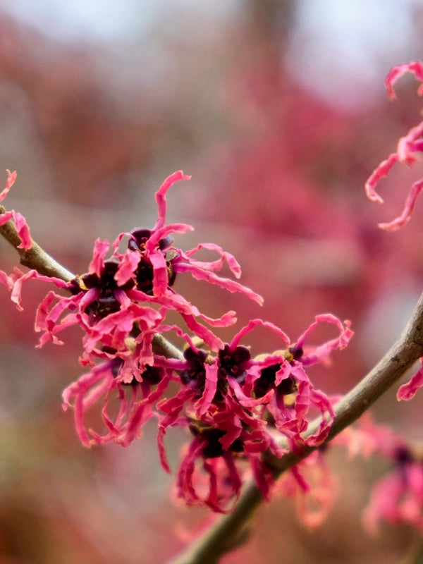 Zaubernuss 'Rubin', Hamamelis intermedia 'Rubin' im Onlineshop der Bohlken Baumschulen