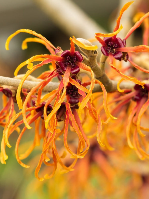 Hamamelis x intermedia 'Jelena', Zaubernuss 'Jelena' im Onlineshop der Bohlken Baumschulen