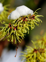 Hamamelis x intermedia 'Westerstede', Zaubernuss 'Westerstede' im Onlineshop der Bohlken Baumschulen