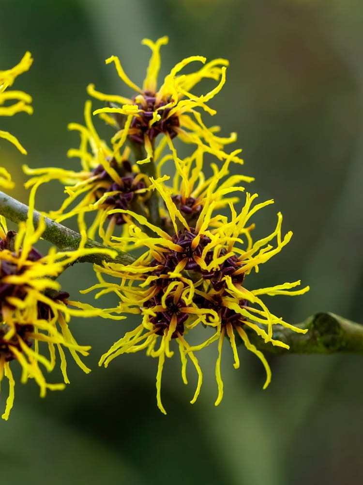 Hamamelis x intermedia 'Westerstede', Zaubernuss 'Westerstede' im Onlineshop der Bohlken Baumschulen