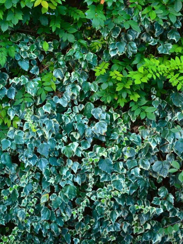 Hedera algeriensis 'Gloire de  Marengo' | Gelbbunter Efeu im Onlineshop der Bohlken Baumschulen