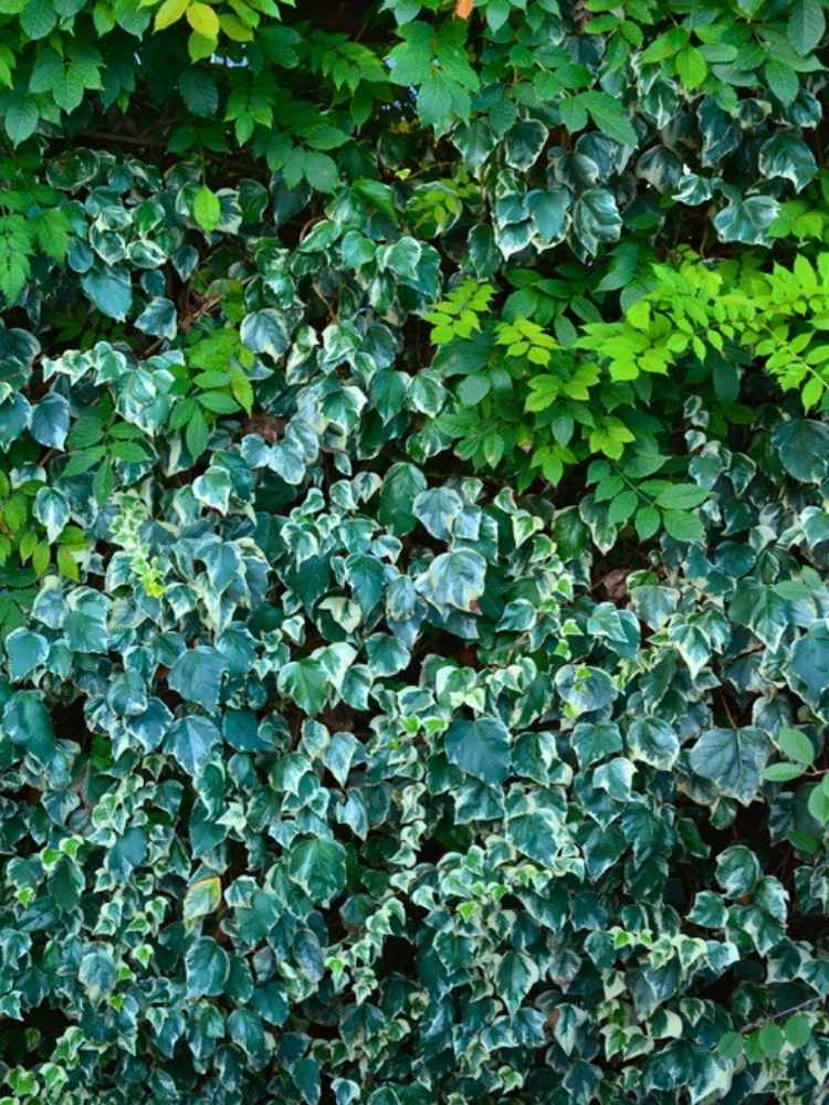 Hedera algeriensis 'Gloire de  Marengo' | Gelbbunter Efeu im Onlineshop der Bohlken Baumschulen