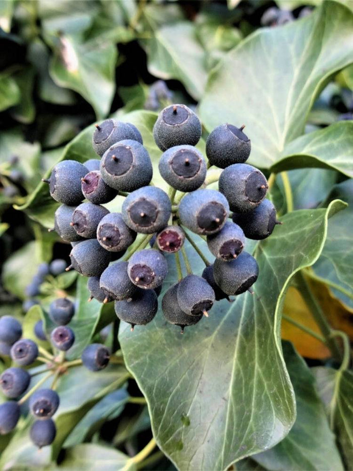Jetzt Strauch-Efeu 'Arborescens' online kaufen bei Bohlken Pflanzenversand  – Bohlken Pflanzenversand GbR