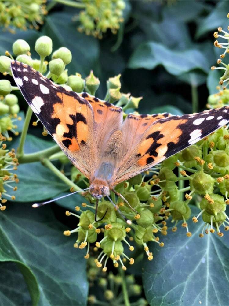 Jetzt Strauch-Efeu 'Arborescens' online kaufen bei Bohlken Pflanzenversand   Bohlken Pflanzenversand GbR