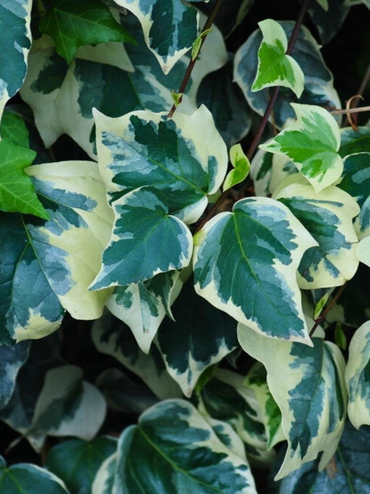 Hedera algeriensis 'Gloire de  Marengo' | Gelbbunter Efeu im Onlineshop der Bohlken Baumschulen