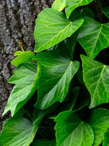 Hedera colchica| Kaukasischer Efeu | kaufen im Onlineshop der Bohlken Baumschulen