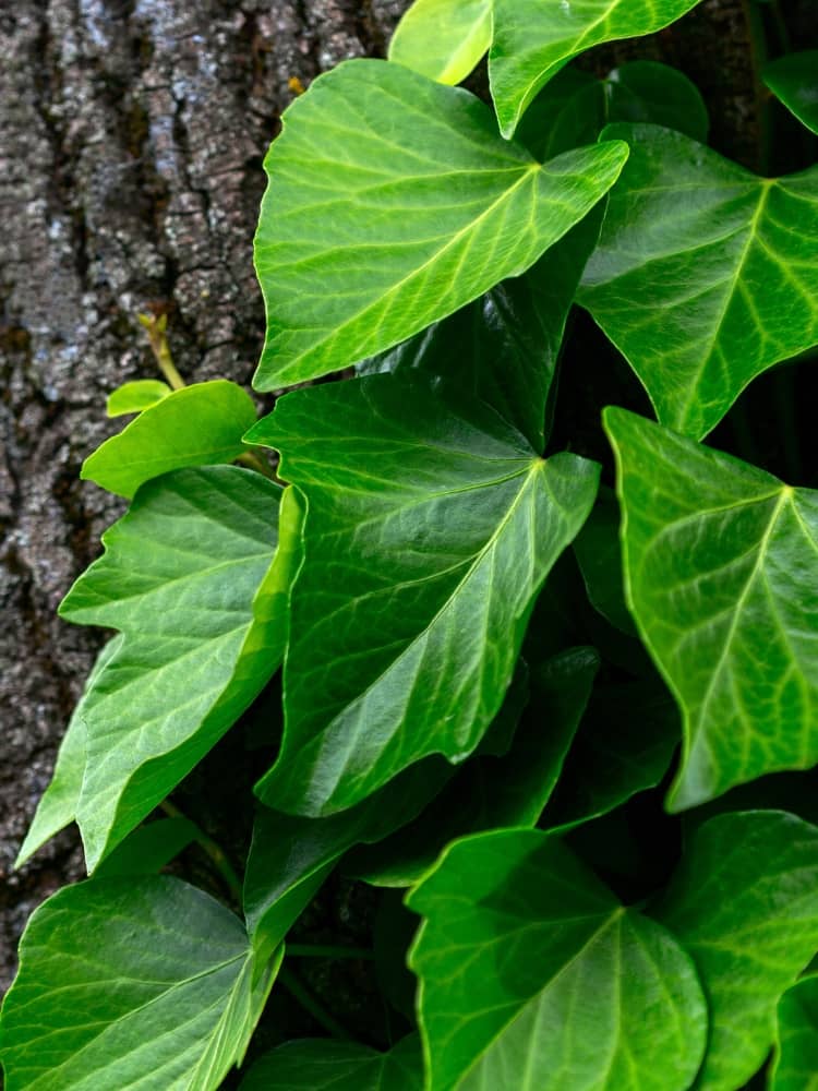 Hedera colchica| Kaukasischer Efeu | kaufen im Onlineshop der Bohlken Baumschulen