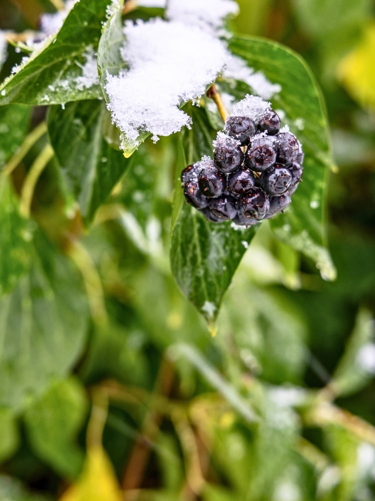 Hedera colchica| Kaukasischer Efeu | kaufen im Onlineshop der Bohlken Baumschulen