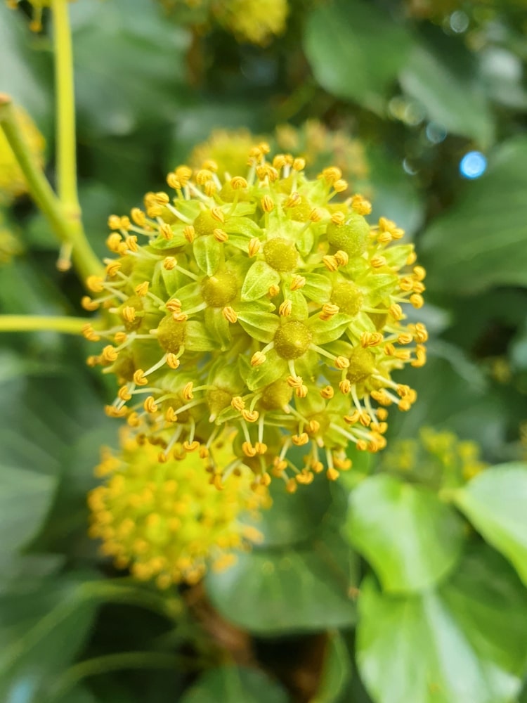 Hedera colchica| Kaukasischer Efeu | kaufen im Onlineshop der Bohlken Baumschulen