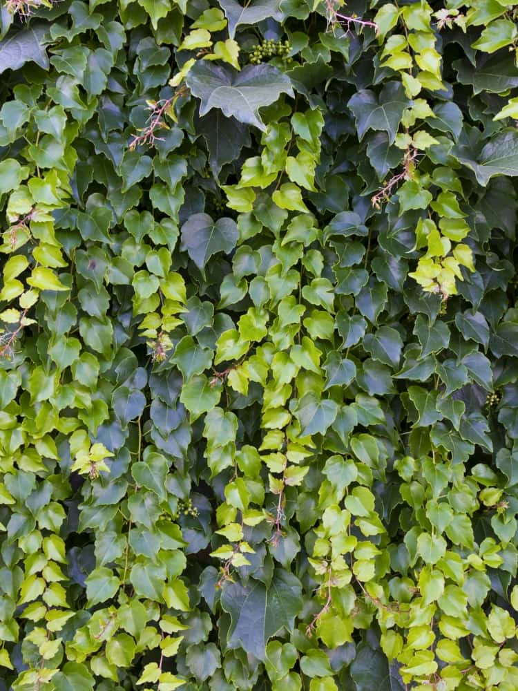 Hedera colchica| Kaukasischer Efeu | kaufen im Onlineshop der Bohlken Baumschulen