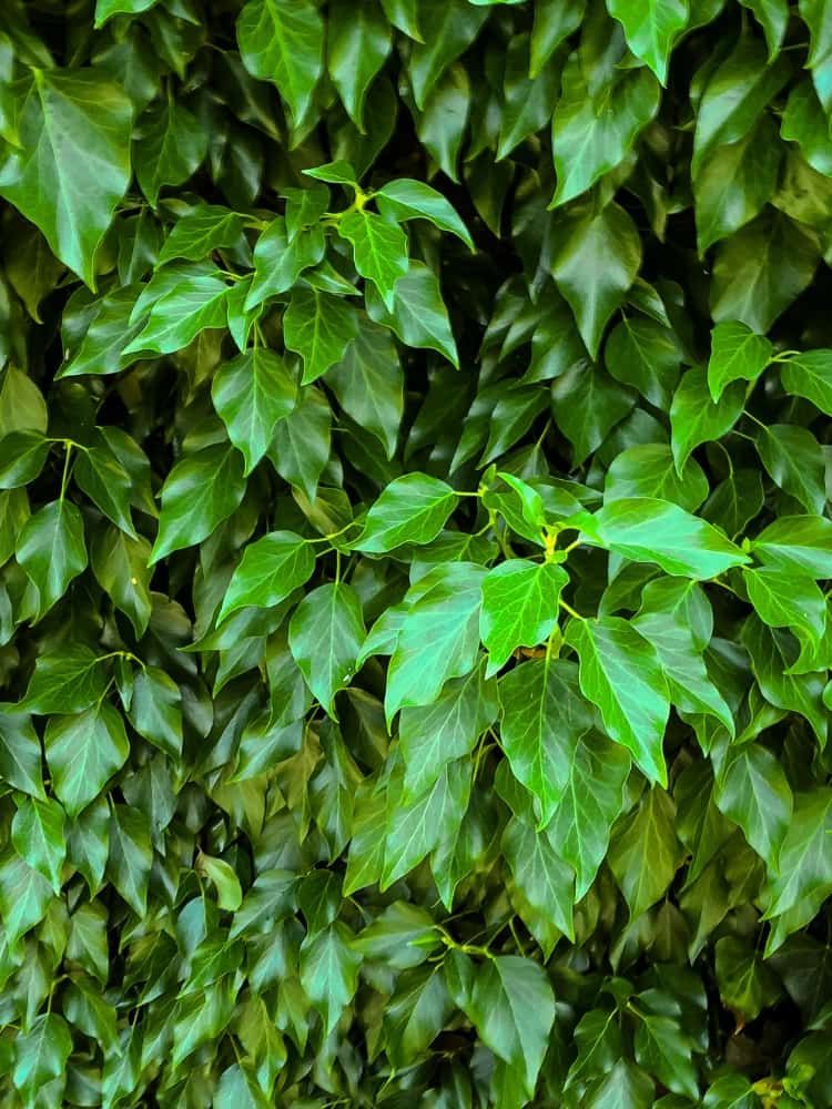 Hedera colchica| Kaukasischer Efeu | kaufen im Onlineshop der Bohlken Baumschulen