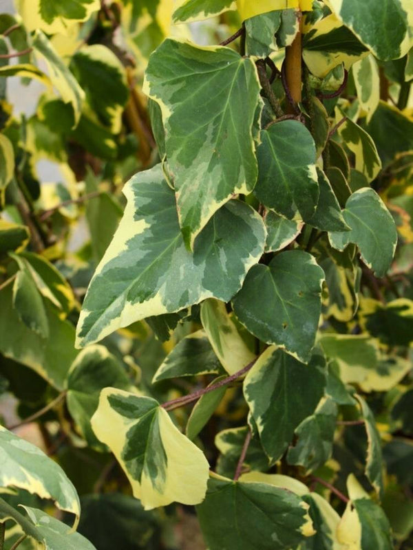 Hedera colchica 'Dentata Aureovariegata', Gelbbunter Kolchischer Efeu 'Dentata Aureovariegata' im Onlineshop der Bohlken Baumschulen