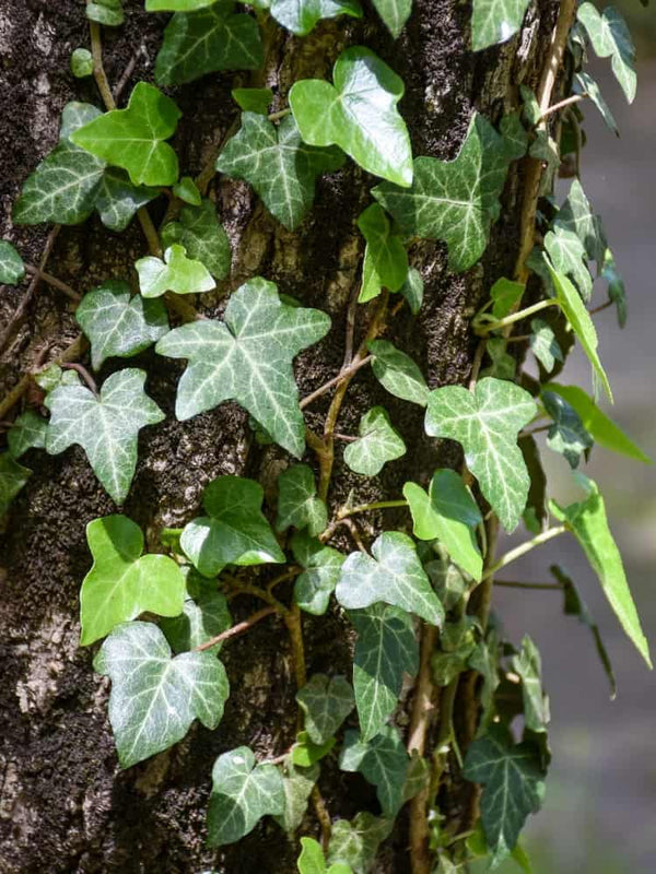 Hedera helix | Gemeiner Efeu | kaufen im Onlineshop der Bohlken Baumschulen