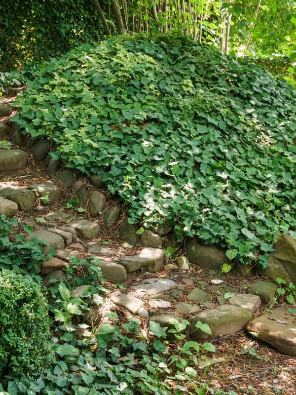 Hedera helix | Gemeiner Efeu | kaufen im Onlineshop der Bohlken Baumschulen