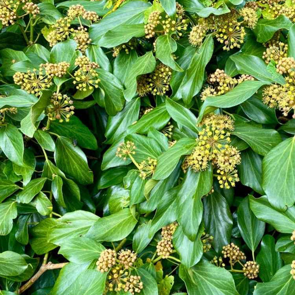 strauch efeu kaufen Jetzt Strauch-Efeu 'Arborescens' online kaufen bei Bohlken Pflanzenversand  – Bohlken Pflanzenversand GbR