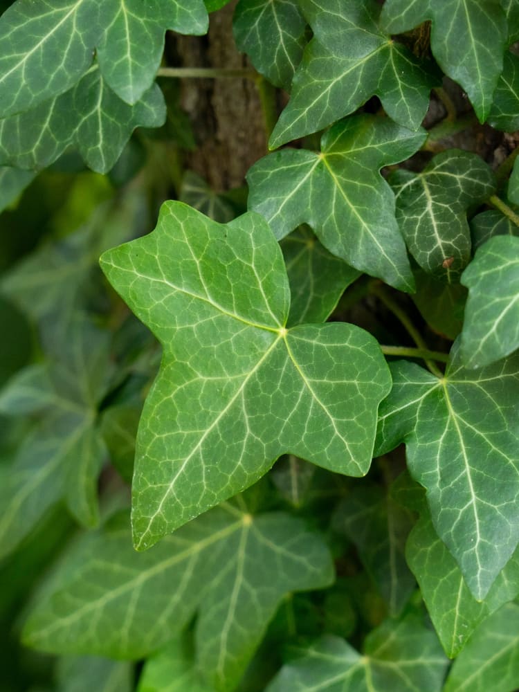 Hedera helix 'Plattensee', Efeu 'Plattensee' im Onlineshop der Bohlken Baumschulen