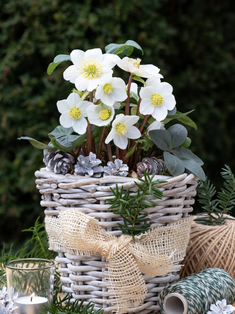 Helleborus niger, Christrose im Onlineshop der Bohlken Baumschulen