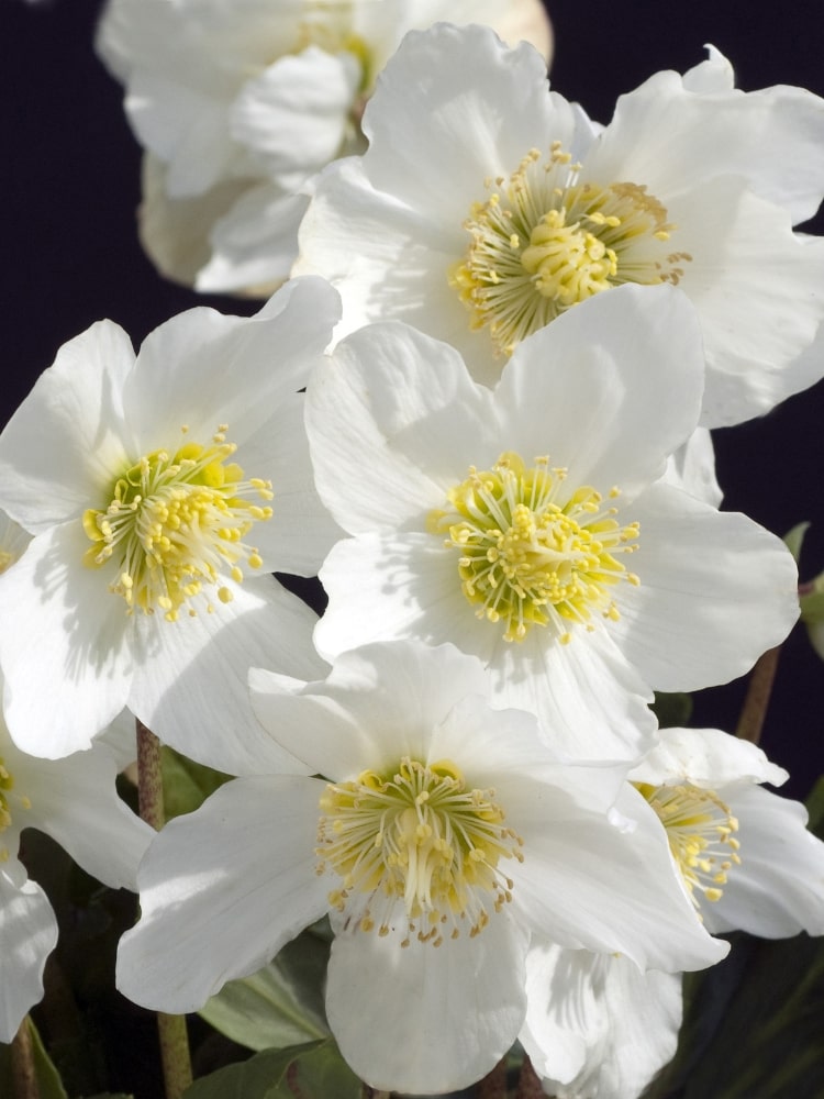 Helleborus niger, Christrose im Onlineshop der Bohlken Baumschulen