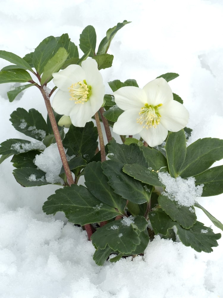 Helleborus niger, Christrose im Onlineshop der Bohlken Baumschulen