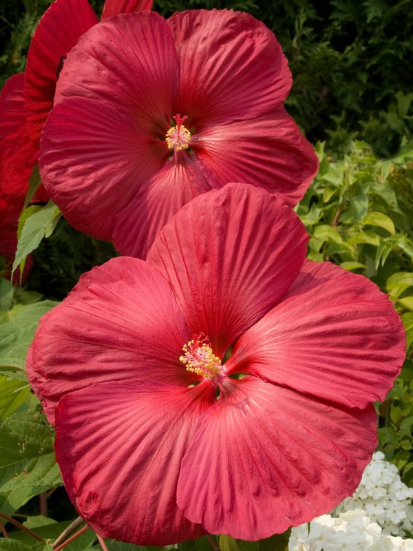 Staudenhibiskus 'Carousel® Red Wine'
