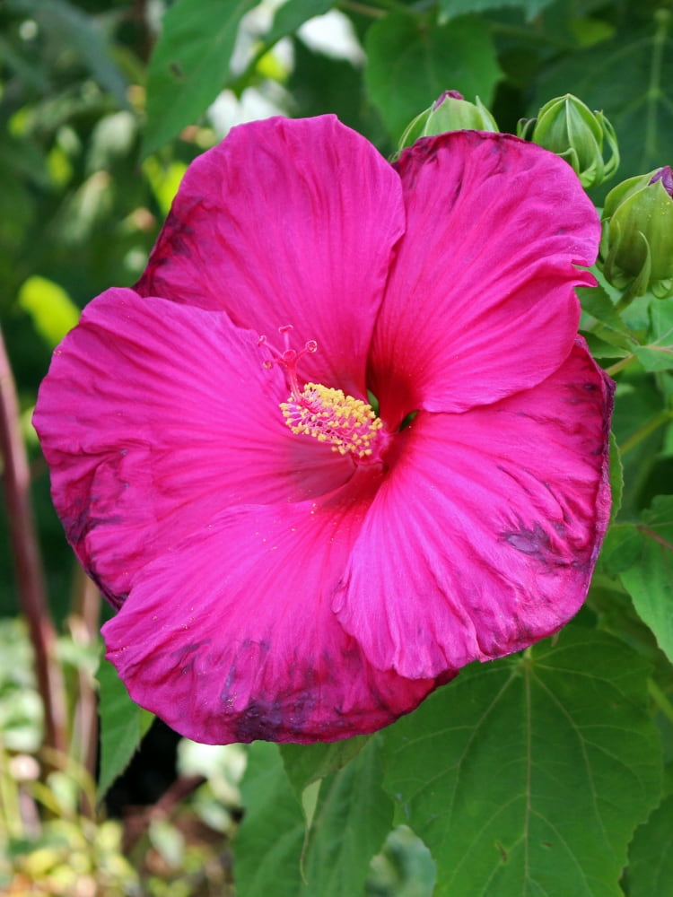 Staudenhibiskus 'Jazzberry Jam'