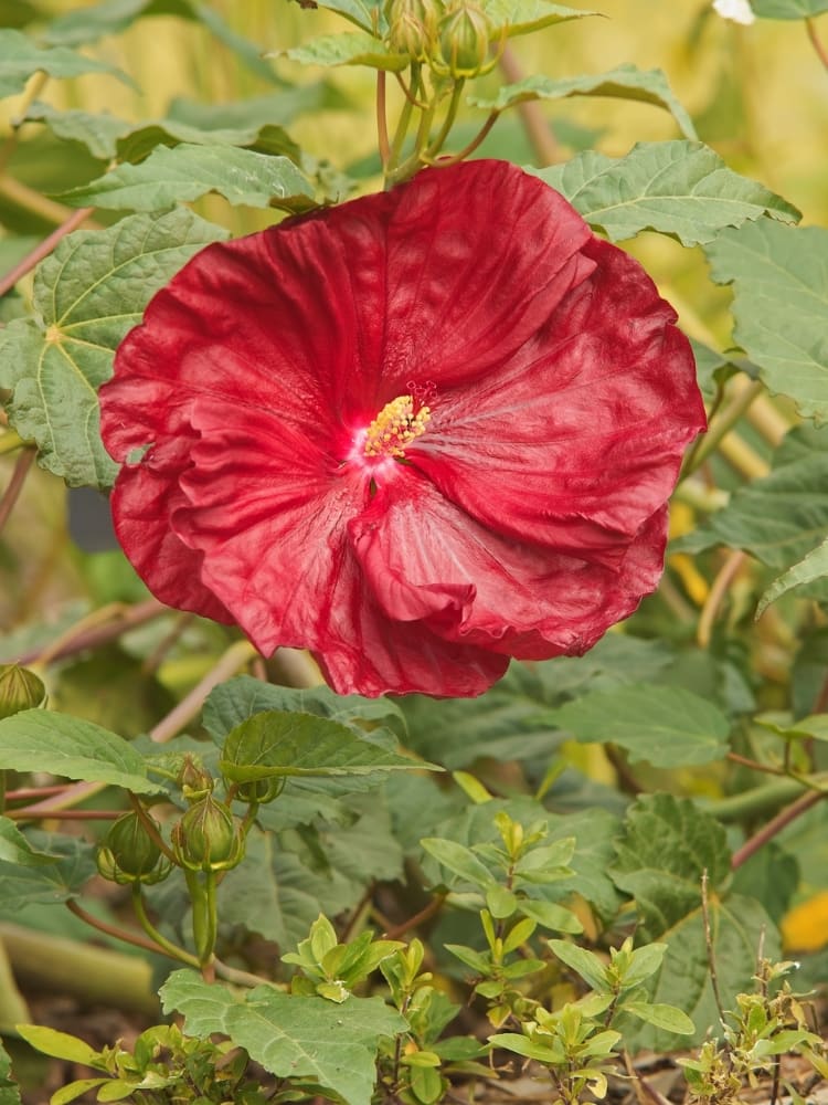 Staudenhibiskus 'Robert Fleming' ®