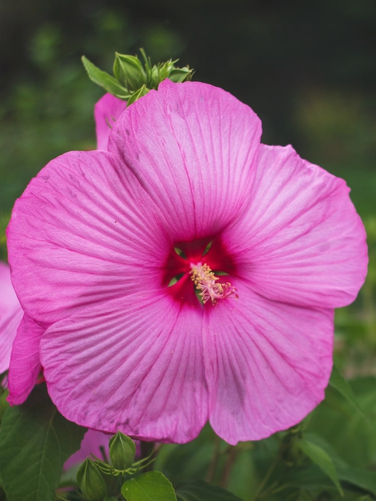 Staudenhibiskus 'Royal Gem'