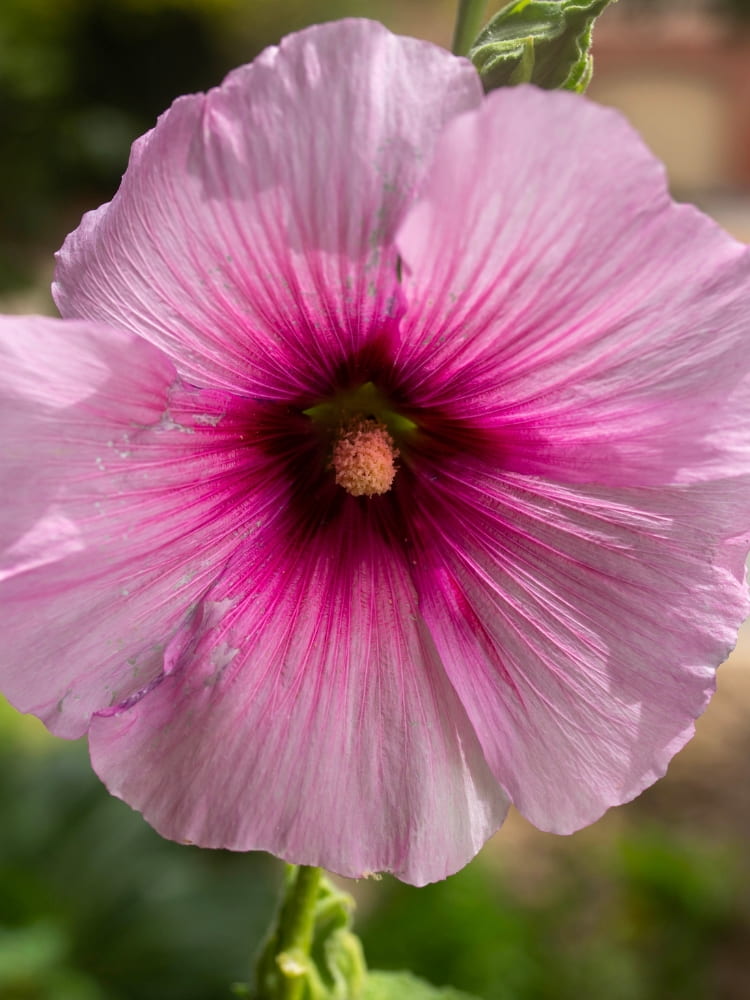 Staudenhibiskus 'Summer Storm' ®