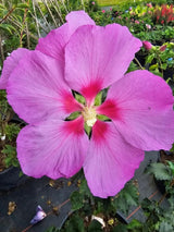 Hibiscus syriacus 'Big Hibiskiss'®, Garteneibisch 'Big Hibiskiss' ® im Onlineshop der Bohlken Baumschulen