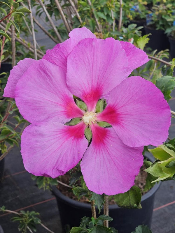 Hibiscus syriacus 'Big Hibiskiss'®, Garteneibisch 'Big Hibiskiss' ® im Onlineshop der Bohlken Baumschulen