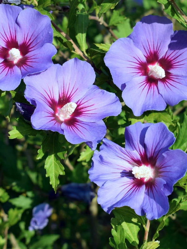 Hibiscus syriacus 'Blue Bird', Garteneibisch 'Blue Bird' im Onlineshop der Bohlken Baumschulen