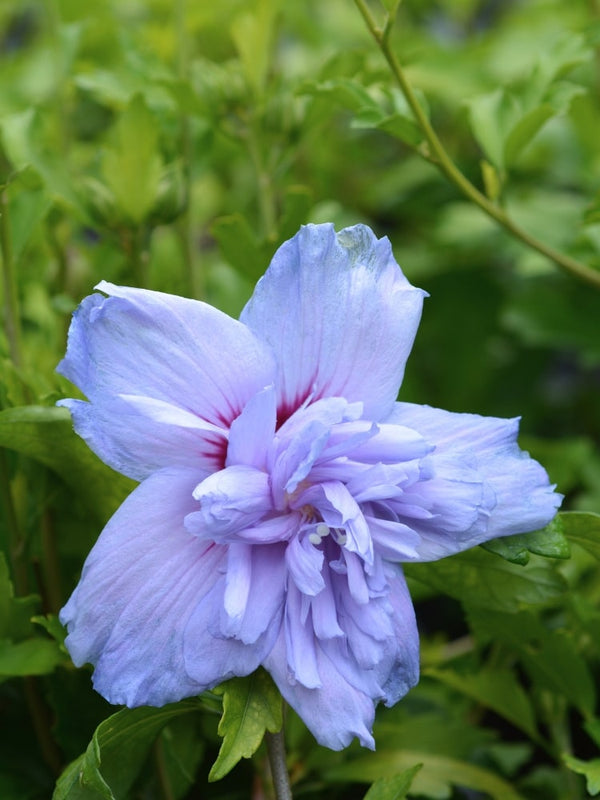 Hibiscus syriacus 'Blue Chiffon', Garteneibisch 'Blue Chiffon' ® im Onlineshop der Bohlken Baumschulen