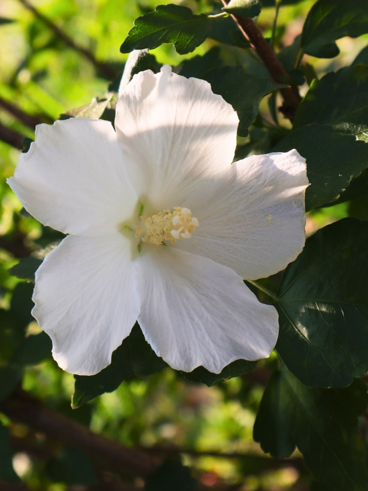 Hibiscus syriacus 'Diana', Garteneibisch 'Diana' im Onlineshop der Bohlken Baumschulen