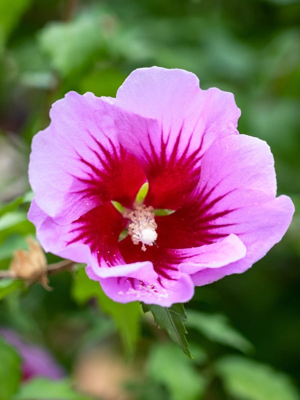 Hibiscus syriacus 'Flower Tower Purple' ®, Garteneibisch 'Flower Tower Purple' ® im Onlineshop der Bohlken Baumschulen