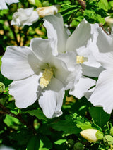 Hibiscus syriacus 'Flower Tower White' ®, Garteneibisch 'Flower Tower White' ® im Onlineshop der Bohlken Baumschulen