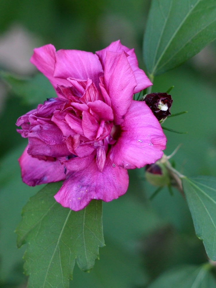 Hibiscus syriacus 'Freedom' ®, Garteneibisch 'Freedom' ® im Onlineshop der Bohlken Baumschulen