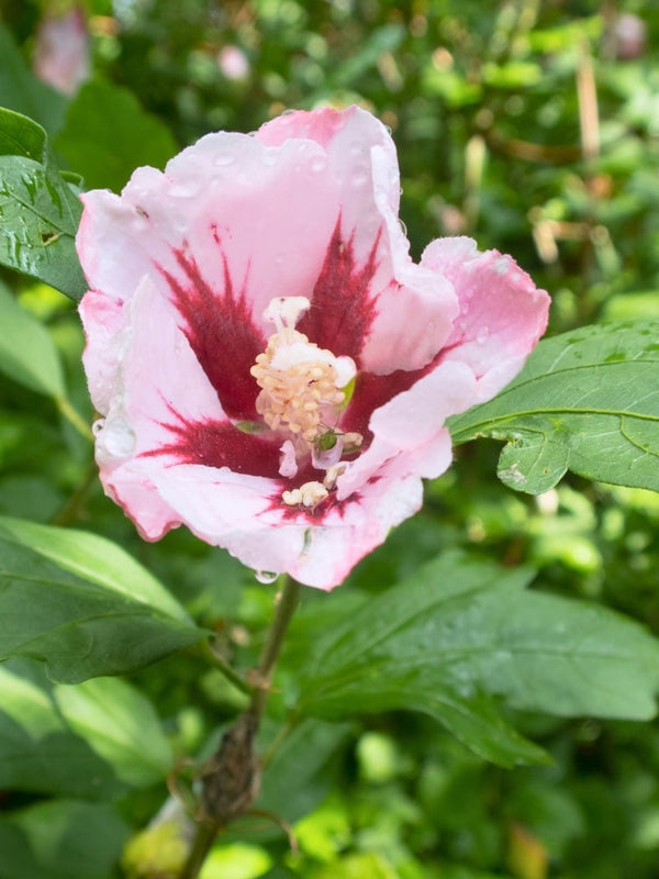 Hibiscus syriacus 'Hamabo', Garteneibisch 'Hamabo' im Onlineshop der Bohlken Baumschulen