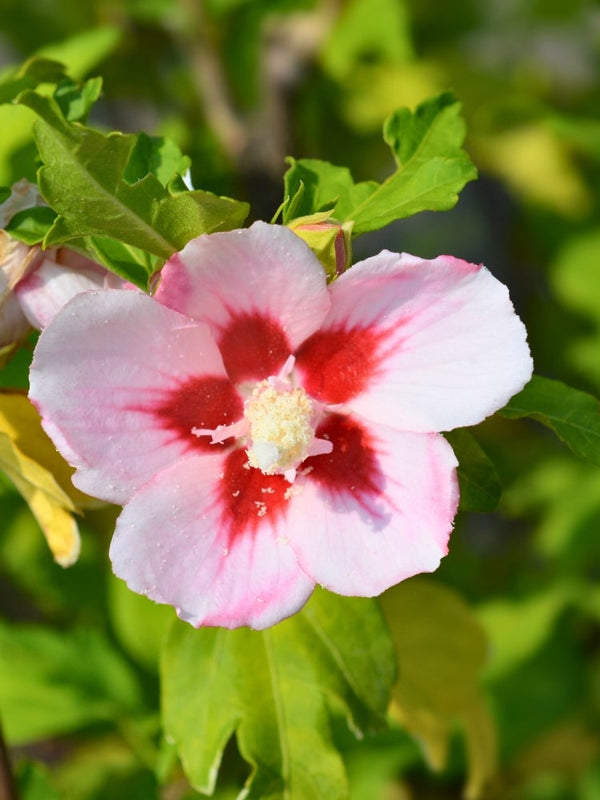 Hibiscus syriacus 'Hamabo', Garteneibisch 'Hamabo' im Onlineshop der Bohlken Baumschulen