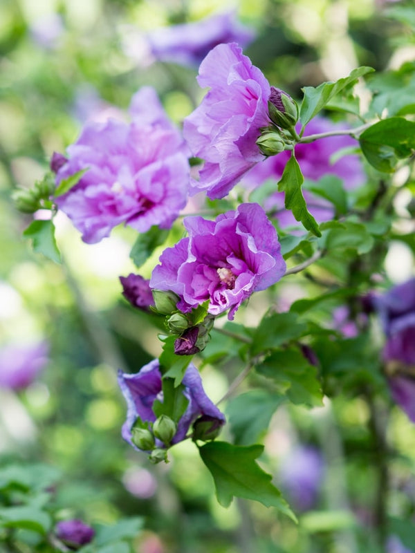 Garteneibisch 'Lavender Chiffon' ®