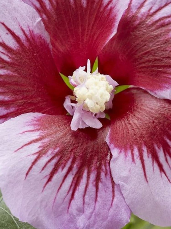 Hibiscus syriacus 'Lunar Eclipse' ®, Garteneibisch 'Lunar Eclipse' ® im Onlineshop der Bohlken Baumschulen