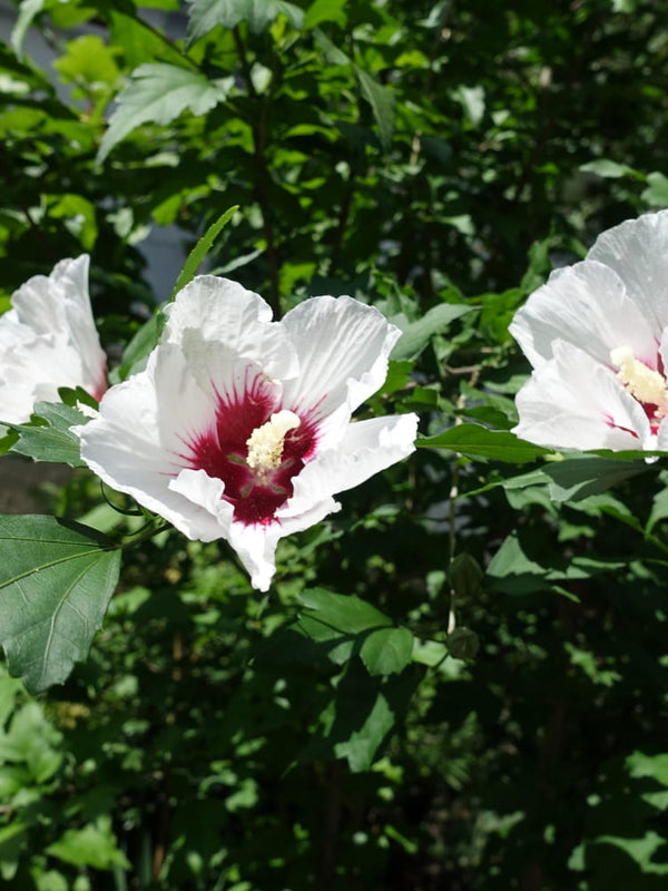 Hibiscus syriacus 'Lunar Flare' ®, Garteneibisch 'Lunar Flare' ® im Onlineshop der Bohlken Baumschulen