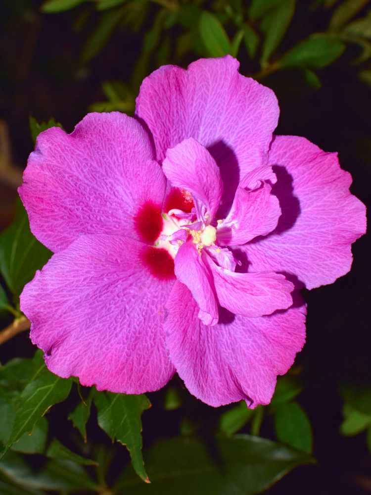 Hibiscus syriacus 'Lunar Rhapsody' ®, Garteneibisch 'Lunar Rhapsody' ® im Onlineshop der Bohlken Baumschulen