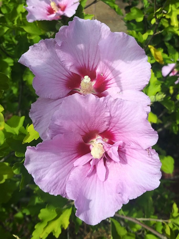 Hibiscus syriacus 'Maike' ®, Garteneibisch 'Maike' ® im Onlineshop der Bohlken Baumschulen