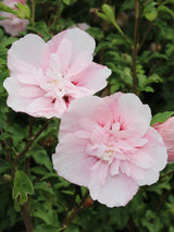 Hibiscus syriacus 'Pink Chiffon' ®, Garteneibisch 'Pink Chiffon' ® im Onlineshop der Bohlken Baumschulen