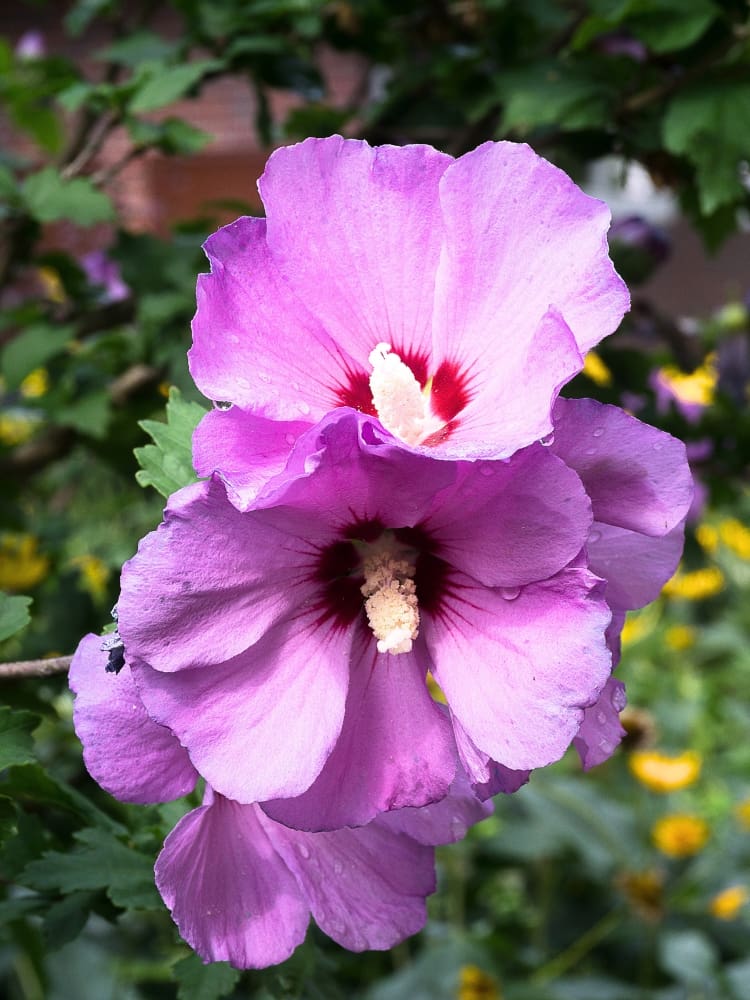 Garteneibisch 'Pink Giant' ®